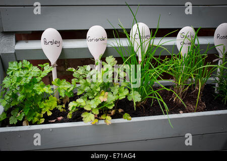 Junge Pflanze Pflanzen angebaut in einer Fenster-Box. Stockfoto