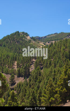 Gran Canaria, wächst im Landesinneren, endemische Kiefer Pinus Canariensis an Berghängen Stockfoto