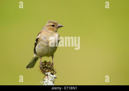 Juvenile Männchen Buchfinken (Fringilla Coelebs) - UK Stockfoto