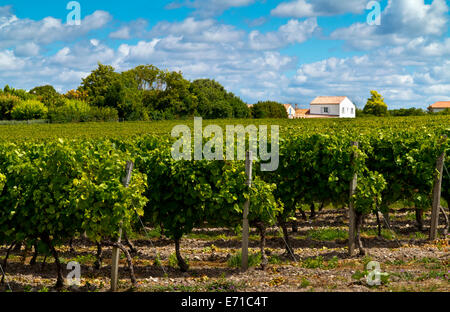 Trauben wachsen in einem Weinberg in der Nähe von Dorf von Talmont Sur Gironde in Charente-Maritime Bereich der Süd-West Frankreich Stockfoto