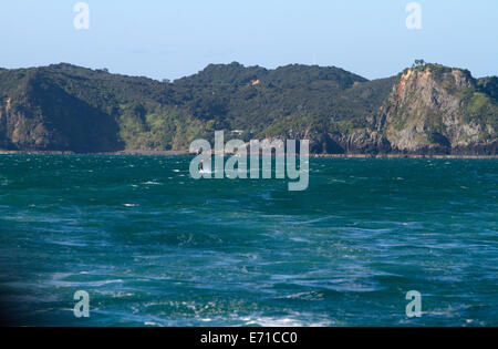 Delphin in der Bay of Islands, Nordinsel, Neuseeland. Stockfoto