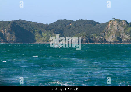 Delphin in der Bay of Islands, Nordinsel, Neuseeland. Stockfoto