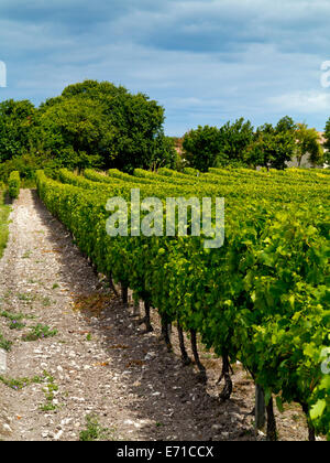 Trauben wachsen in einem Weinberg in der Nähe von Dorf von Talmont Sur Gironde in Charente-Maritime Bereich der Süd-West Frankreich Stockfoto