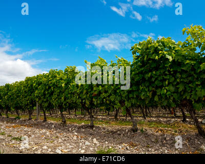 Trauben wachsen in einem Weinberg in der Nähe von Dorf von Talmont Sur Gironde in Charente-Maritime Bereich der Süd-West Frankreich Stockfoto