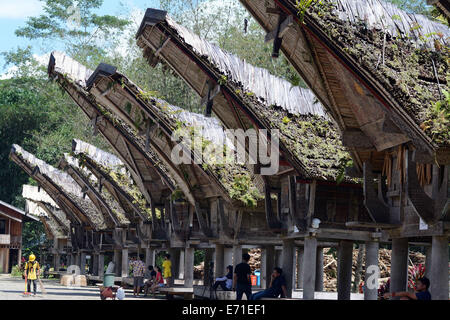 30. August 2014 - Toraja Utara, Sulawesi Selatan, Indonesien - TORAJA, Indonesien - SEPTEMBER 14:A Touristen sind auf der Durchreise in der Nähe von Tongkonan Toraja traditionelle Haus in Toraja am 30. August 2014 in Süd-Sulawesi, Indonesien. Tongkonan ist ein Toraja Traditionshaus Toraja-Stamm, die als Residenz und Scheunen dienen. Prominente Bürger zeichnet sich durch die Anzahl der Buffalo horn abgestufte Darstellung von unten nach oben vor dem Haus. Das traditionsreiche Haus ist seit dem 11. Jahrhundert präsent. (Kredit-Bild: © Sijori Bilder/ZUMA Draht) Stockfoto