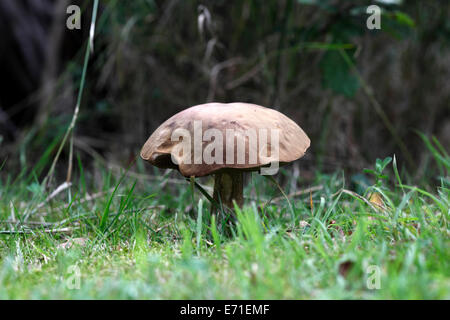 Braune Birch Bolete Leccinum scabrum Stockfoto