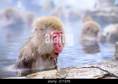 Makaken Bäder in Thermalquellen in Nagano, Japan. Stockfoto