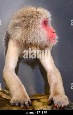 Makaken Bäder in Thermalquellen in Nagano, Japan. Stockfoto