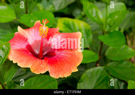 USA, Alabama, Theodore in der Nähe von Mobile. Historische Bellingrath Gardens und Zuhause. Hibiskusblüte. Stockfoto