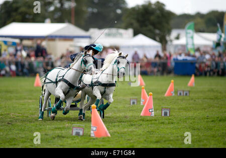 Ein entschlossen Konkurrent in der doppelten Gurt huschen fahren Wettbewerb am Edenbridge und Oxted Agricultural Show Stockfoto