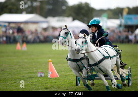 Ein entschlossen Konkurrent in der doppelten Gurt huschen fahren Wettbewerb am Edenbridge und Oxted Agricultural Show Stockfoto