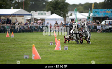 Ein entschlossen Konkurrent in der doppelten Gurt huschen fahren Wettbewerb am Edenbridge und Oxted Agricultural Show Stockfoto