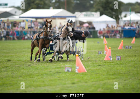 Ein entschlossen Konkurrent in der doppelten Gurt huschen fahren Wettbewerb am Edenbridge und Oxted Agricultural Show Stockfoto