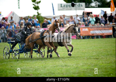 Ein entschlossen Konkurrent in der doppelten Gurt huschen fahren Wettbewerb am Edenbridge und Oxted Agricultural Show Stockfoto