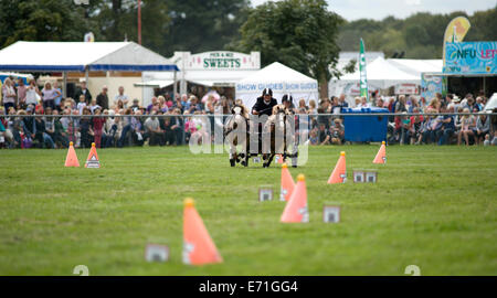 Ein entschlossen Konkurrent in der doppelten Gurt huschen fahren Wettbewerb am Edenbridge und Oxted Agricultural Show Stockfoto