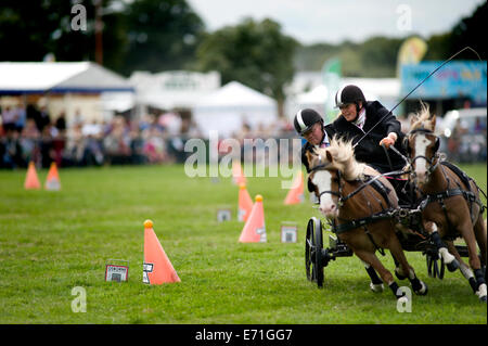 Ein entschlossen Konkurrent in der doppelten Gurt huschen fahren Wettbewerb am Edenbridge und Oxted Agricultural Show Stockfoto