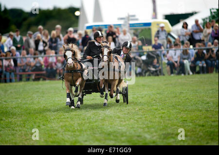 Ein entschlossen Konkurrent in der doppelten Gurt huschen fahren Wettbewerb am Edenbridge und Oxted Agricultural Show Stockfoto