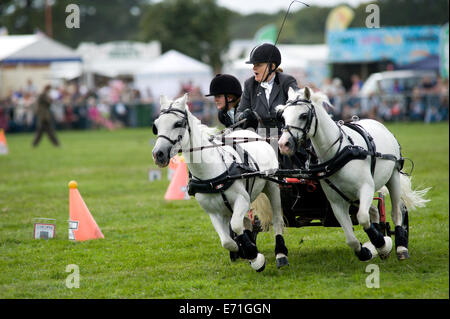 Ein entschlossen Konkurrent in der doppelten Gurt huschen fahren Wettbewerb am Edenbridge und Oxted Agricultural Show Stockfoto