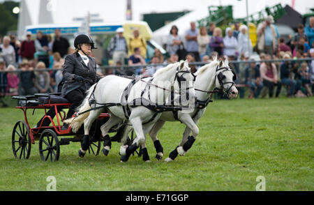 Ein Konkurrent in der doppelten Gurt huschen fahren Wettbewerb am Edenbridge und Oxted Agricultural Show Stockfoto