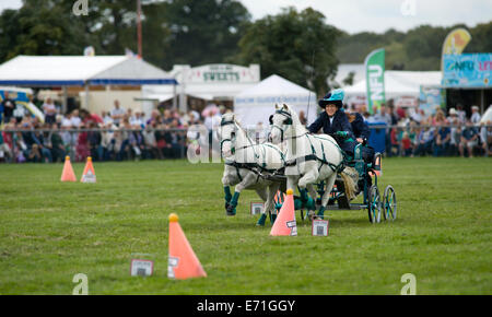 Ein entschlossen Konkurrent in der doppelten Gurt huschen fahren Wettbewerb am Edenbridge und Oxted Agricultural Show Stockfoto