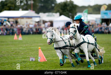 Ein entschlossen Konkurrent in der doppelten Gurt huschen fahren Wettbewerb am Edenbridge und Oxted Agricultural Show Stockfoto