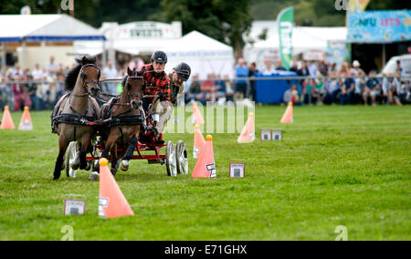 Ein entschlossen Konkurrent in der doppelten Gurt huschen fahren Wettbewerb am Edenbridge und Oxted Agricultural Show Stockfoto