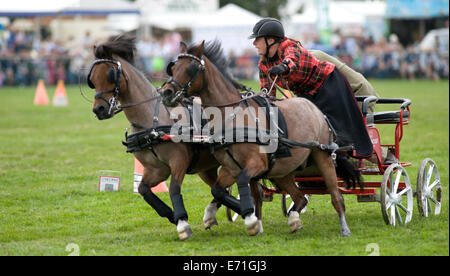 Ein entschlossen Konkurrent in der doppelten Gurt huschen fahren Wettbewerb am Edenbridge und Oxted Agricultural Show Stockfoto