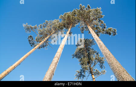 Frostigen Kiefern (Pinus Sylvestris) im Winter, Finnland Stockfoto