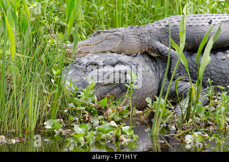 USA, Louisiana, New Orleans, Lafitte, Jean Lafitte NHP, Barataria Preserve. Wilde amerikanische Alligator Weibchen auf ein Männchen. Stockfoto