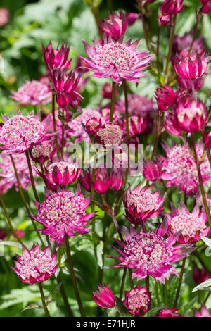 Stachelige Blumen Sterndolde, Astrantia major 'Roma' Stockfoto