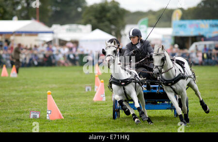 Ein entschlossen Konkurrent in der doppelten Gurt huschen fahren Wettbewerb am Edenbridge und Oxted Agricultural Show Stockfoto