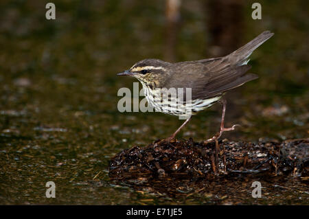 Nördlichen Waterthrush in bewaldeten Feuchtgebiet Stockfoto