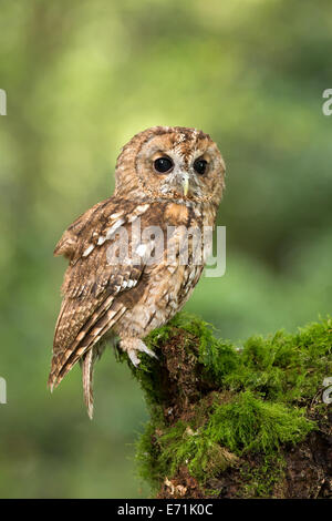 Waldkauz sitzt auf einem bemoosten Baumstamm Stockfoto