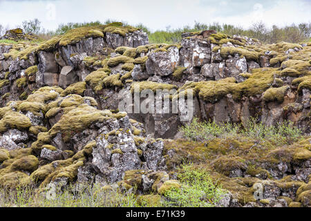 Moos wächst auf Felsen, eurasischen Kontinentalplatte und mid-Atlantic Ridge, Pingvellir Nationalpark, Blaskogabyggo, Island Stockfoto