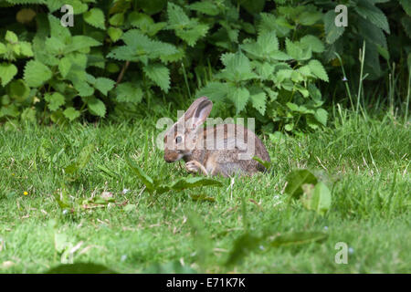 Europäischen Kaninchen (Oryctolagus Cuniculus). Pflege für Erwachsene. Reinigung von Fell oder Pelz. Grass sehr nass nach Regenfällen. Stockfoto