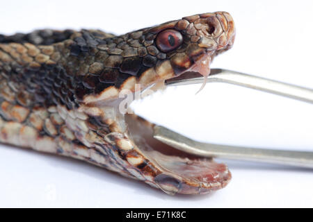 Addierer oder nördlichen Viper (Vipera Berus). Kopf der Schlange mit Jaws durch Zange offen gehalten; aufschlussreiche Zähne einschließlich rechten Fang. Stockfoto