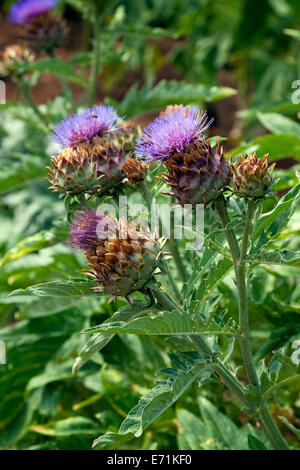 Die Karde (Cynara Cardunculus), auch die Artischocke Mariendistel, Cardone, Cardoni, Carduni oder Cardi, genannt ist eine Distel-ähnliche Pflanze Stockfoto