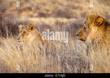 Löwen (Panthera leo), die sich im Kgalagadi Transfontier Park, Südafrika, erstrecken Stockfoto