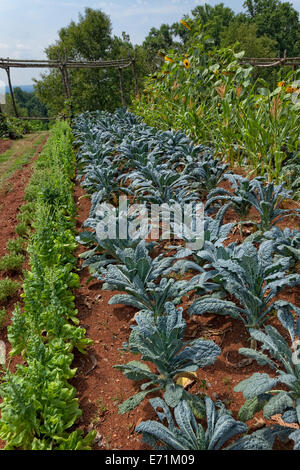 Sabellischen Grünkohl - Gemüsegarten Jeffersons Zuhause - Monticello, VA Stockfoto