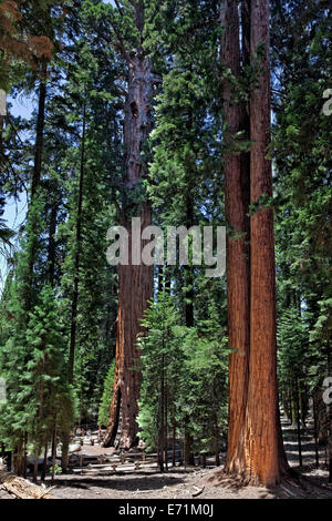 Sequoia Nationalpark ist ein Nationalpark in der südlichen Sierra Nevada östlich von Visalia, Kalifornien in den Vereinigten Staaten. Stockfoto