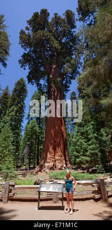 Der General Sherman!  Sequoia Nationalpark ist ein Nationalpark in der südlichen Sierra Nevada östlich von Visalia, Kalifornien, in der Stockfoto