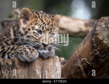 Weibliche Amur Leopard Cub ruht auf Baumstumpf Stockfoto