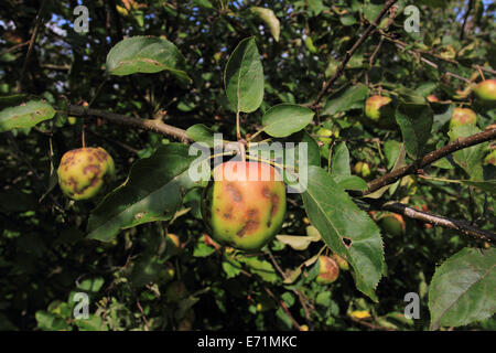 Apfelfarm, Archard, Apfel auf dem Baum, Norfolk, Großbritannien Stockfoto