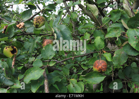 Krankheit-Apfel am Baum, Norwich wählen Sie Ihre eigene Farm, Norfolk, Großbritannien Stockfoto