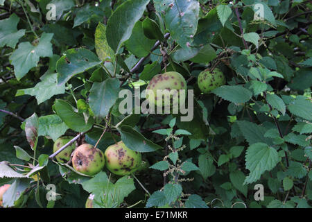 Apfelfarm, Archard, Apfel auf dem Baum, Norfolk, Großbritannien Stockfoto