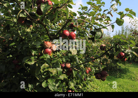 Apfelfarm, Archard, Apfel auf dem Baum, Norfolk, Großbritannien Stockfoto