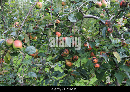 Apfelfarm, Archard, Apfel auf dem Baum, Norfolk, Großbritannien Stockfoto