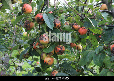 Apfelfarm, Archard, Apfel auf dem Baum, Norfolk, Großbritannien Stockfoto