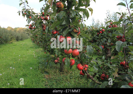 Apfelfarm, Archard, Apfel auf dem Baum, Norfolk, Großbritannien Stockfoto