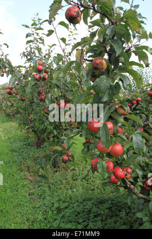 Apfelfarm, Archard, Apfel auf dem Baum, Norfolk, Großbritannien Stockfoto